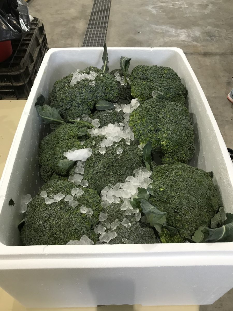 Broccoli GreenTeen